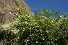 Paliurus spina-christi