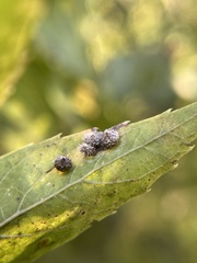 Celticecis capsularis