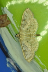 Herpetogramma aquilonalis