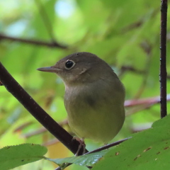 Oporornis agilis
