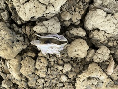 Ostreidae