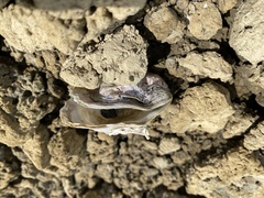 Ostreidae
