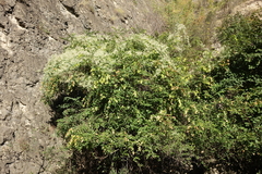 Paliurus spina-christi