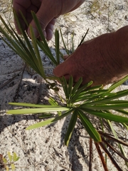 Serenoa repens