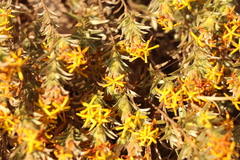 Lasiosiphon canoargenteus