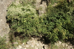 Paliurus spina-christi