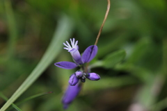 Polygala alpestris