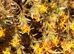 Lasiosiphon canoargenteus