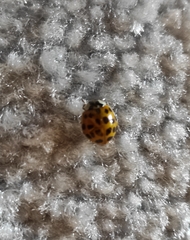 Harmonia axyridis