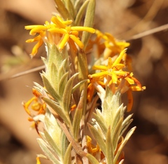 Lasiosiphon canoargenteus