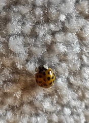 Harmonia axyridis