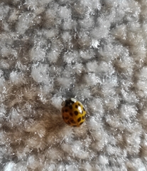 Harmonia axyridis