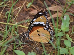 Hypolimnas misippus