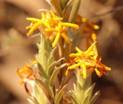 Lasiosiphon canoargenteus