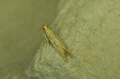 Metzneria lappella