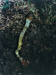 Tolypocladium longisegmentatum