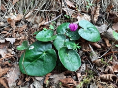 Cyclamen purpurascens
