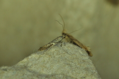 Caloptilia stigmatella