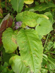 Saussurea pseudotilesii