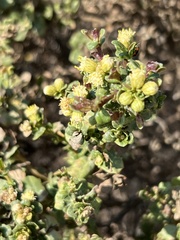 Baccharis pilularis
