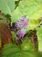 Saussurea pseudotilesii