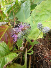 Saussurea pseudotilesii