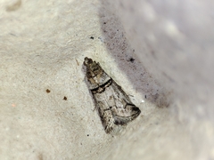 Acrobasis romanella