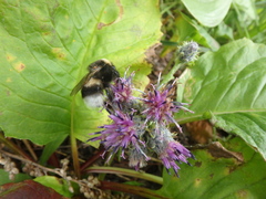 Saussurea pseudotilesii