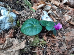 Cyclamen purpurascens