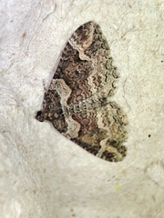 Catarhoe basochesiata