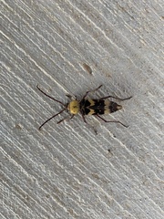 Megacyllene antennata