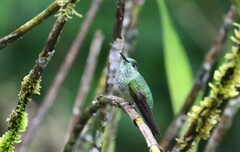 Heliodoxa leadbeateri