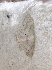 Idaea biselata