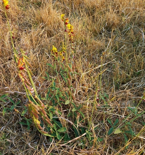 Crotalaria rogersii image