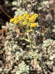 Eriophyllum staechadifolium