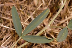 Crotalaria rogersii image