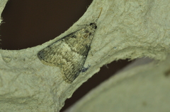 Pococera asperatella