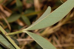 Crotalaria rogersii image