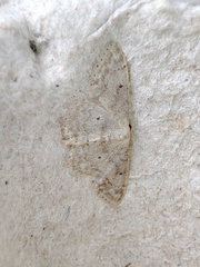 Idaea biselata
