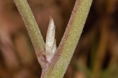 Crotalaria rogersii image