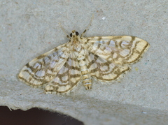 Lygropia rivulalis