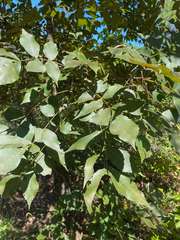 Carya texana