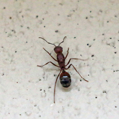 Novomessor albisetosus