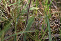 Caladenia toxochila