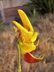 Crotalaria rogersii image