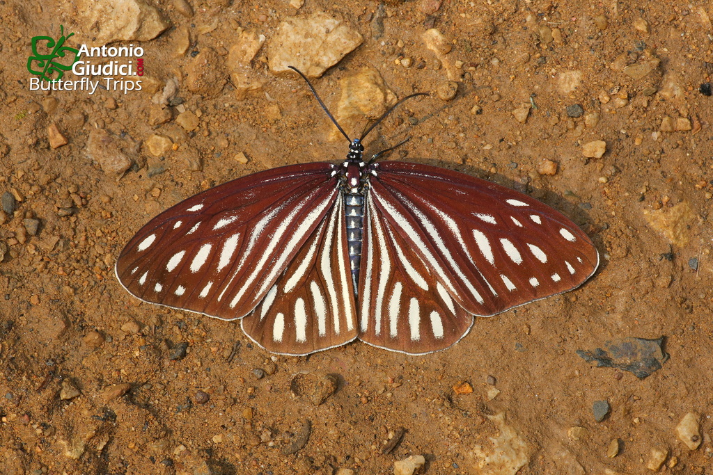 Cyclosia imitans