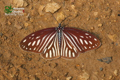 Cyclosia imitans