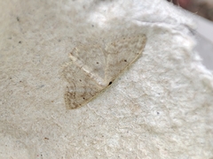 Idaea biselata