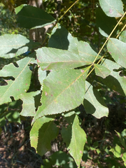 Carya texana