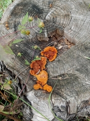 Gloeophyllum sepiarium